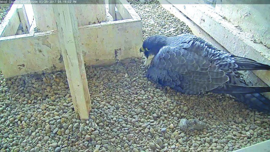 The Falcon Cam is a collaboration between the Wood County Commissioners Office and the University.