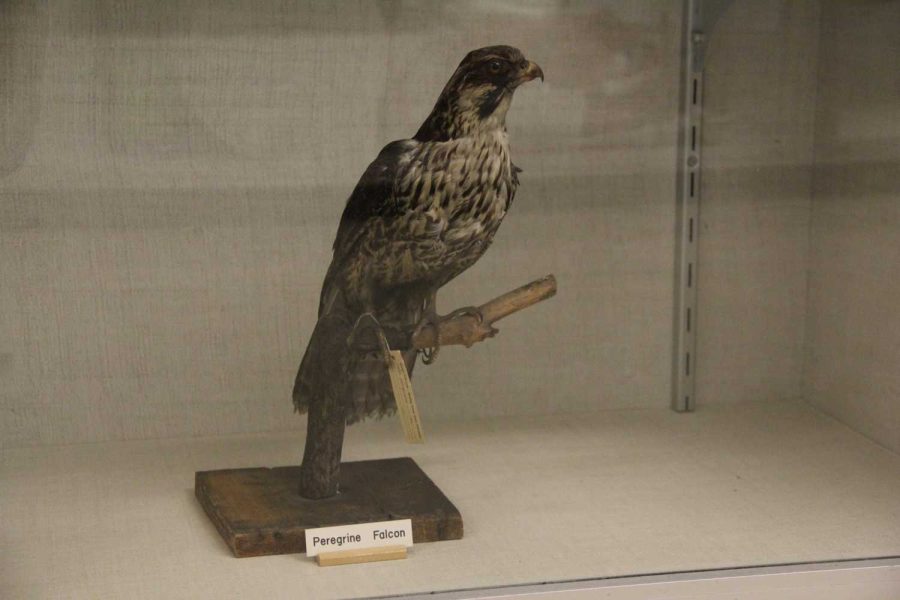 The Peregrine Falcon is back in the display case in the Life Science Building after being missing for an unknown number of days.