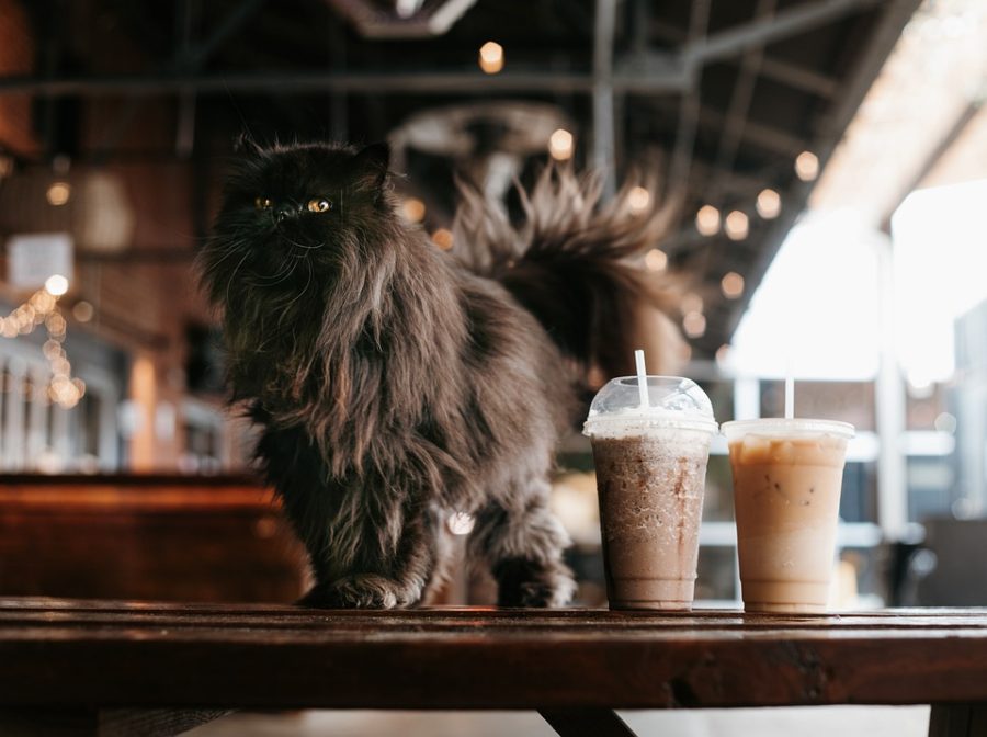 A cat cafe is coming to BG, opening in April