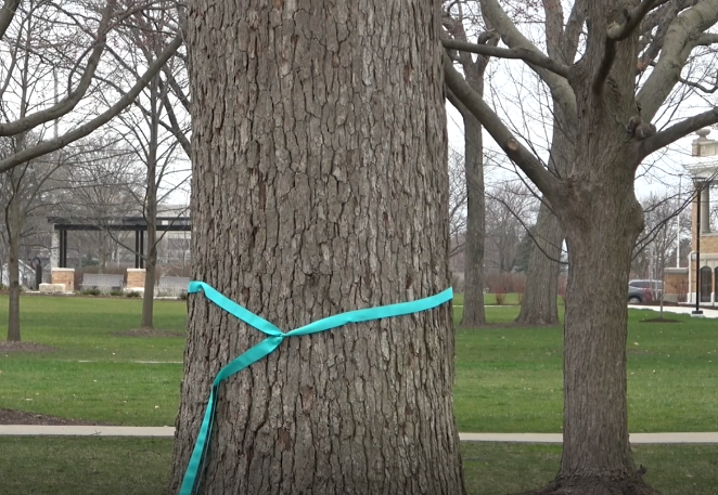 Teal+ribbons+are+placed+around+trees+on+campus+for+Sexual+Assault+Awareness.
