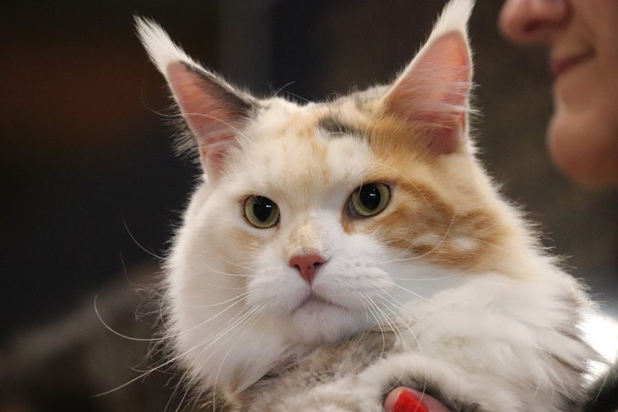 Cat Fanciers’ Association holds cat show Sunday