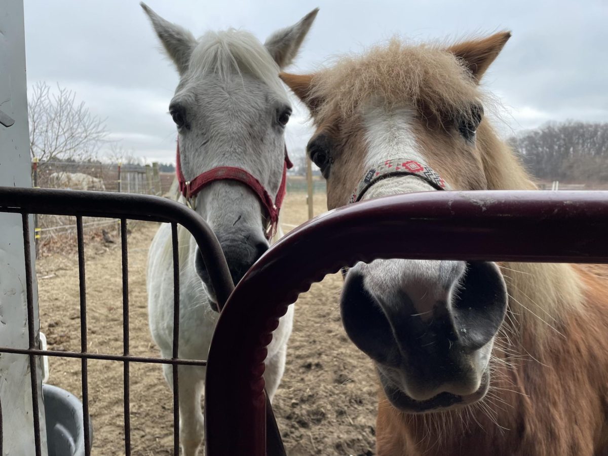 Two horses, Agape (left) and Buddy (right) look into the stables at Project H.O.P.E.