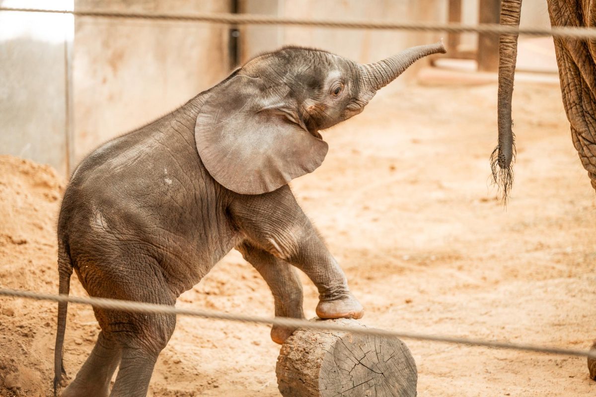 Kirk, the Toledo Zoos baby elephant made a debut over the weekend.