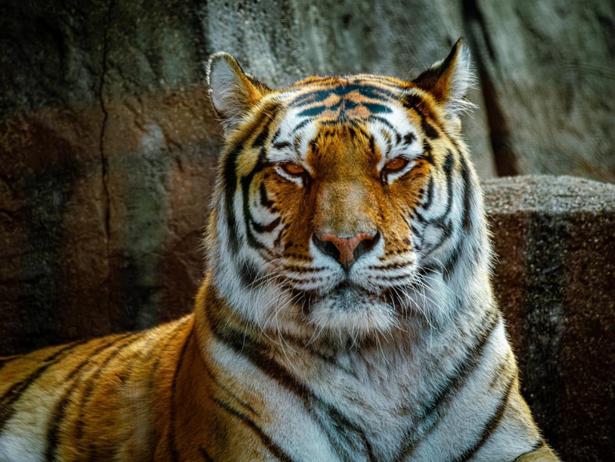 One of the amur tigers at the Toledo Zoo that will be observed during the April 8 solar eclipse.