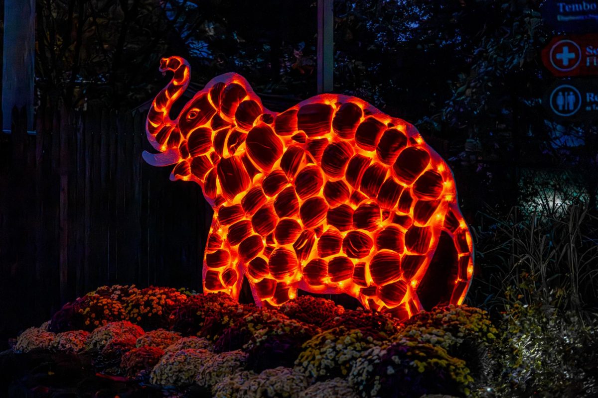 A giant light-up pumpkin display created by Ice Creations illuminated at nighttime. The zoo is open until 9 p.m. on Thursdays and Fridays in October for guests to view the sculptures at night.