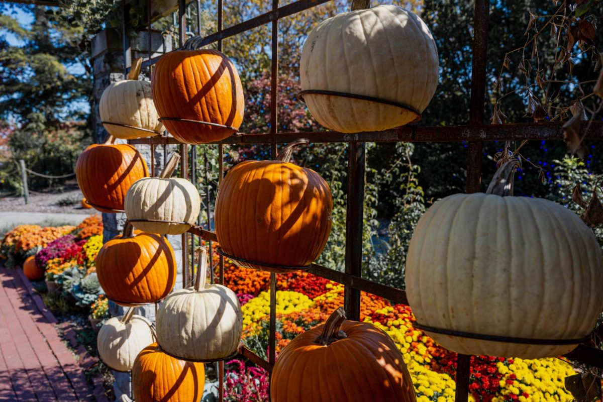 Pumpkins on display at Harvest Fest.