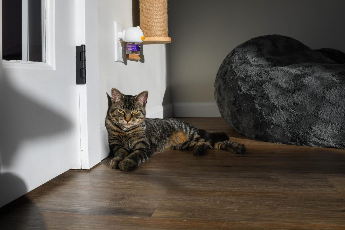 One of the lounge's cats stretches across the floor in the store's dedicated cat space