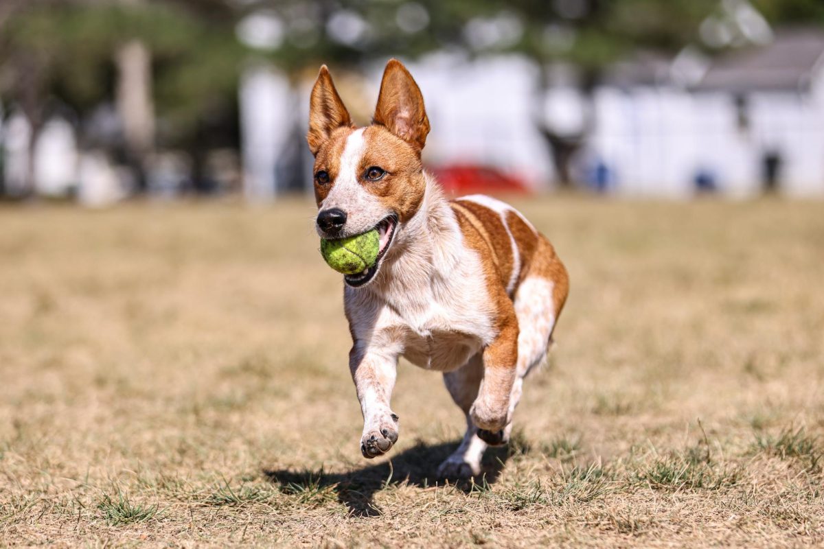 Bowling Green, OH - A dog plays fetch at the Ridge Dog Park in Bowling Green, Ohio.