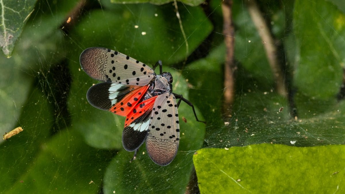 Red-spotted lanternfly (Image from U.S. Department of Agriculture)