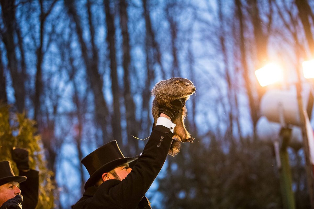 Punxsutawney Phil on February 2, 2018 (via Chris Flook)